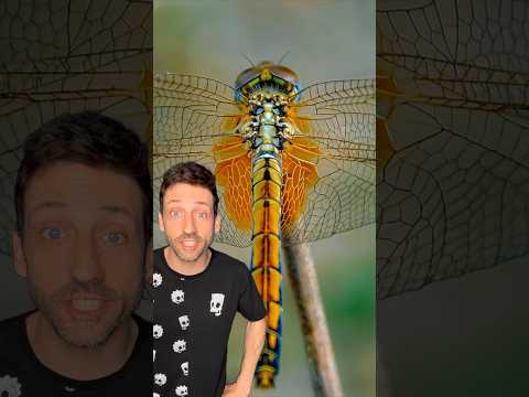 The most successful hunter on Earth 👀 #dragonfly