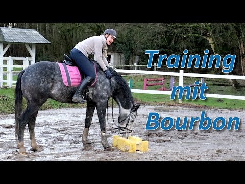 Reittraining mit Wallach Bourbon - Wird Ariane Telgen die beiden noch zum schwitzen bringen?