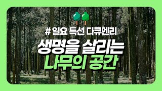 [#함께보기] 일요특선다큐멘터리, 생명을 살리는 나무의 공간