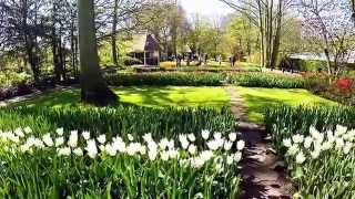 preview picture of video 'Keukenhof Garden   Lisse, Netherlands April 2014'