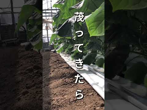 キュウリを育てるかどうか？キュウリをもっと増やすにはどうすればいいですか？  庭園