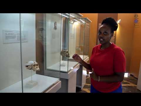 Olduvai Gorge Museum - Room 2