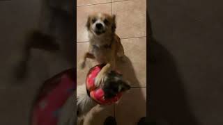 Video preview image #1 Chihuahua-Unknown Mix Puppy For Sale in Chandler, AZ, USA