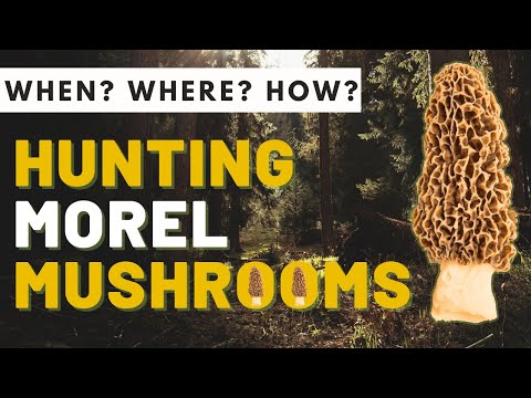 Morel Mushroom Hunting: When and Where to Find Morels in 2024
