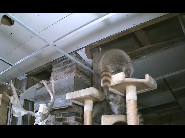 Live webcam view of Raccoon Saloon Ceiling Cam