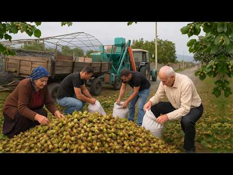 AZERBAIJAN Hazelnut Farm | Hazelnut Harvest & Traditional Sweets #farm