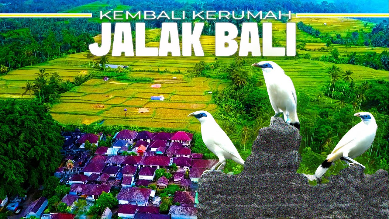 TERKEJUT..!! TERNYATA WARGA DISINI HIDUP BERDAMPINGAN DENGAN JALAK BALI..