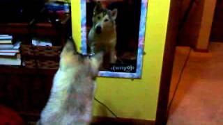 Husky discovers mirror