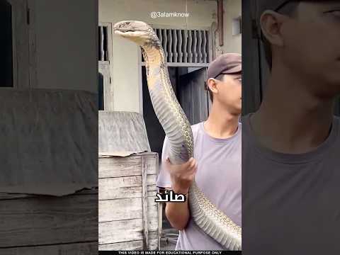 كيفية إمساك الكوبرا الملكية