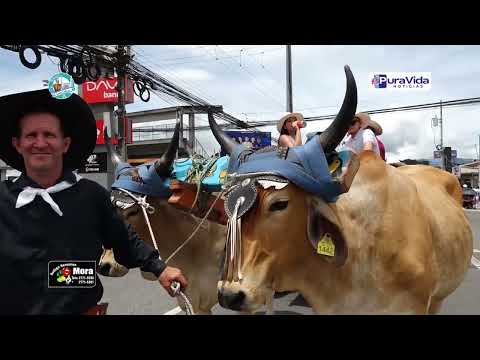 DESFILE DE BOYEROS FIESTAS PATRONALES SAN ISIDRO LABRADOR, PÉREZ ZELEDÓN 2026 🥳🐃😎🐂