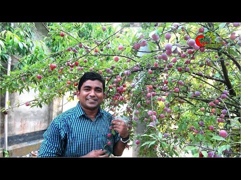 আলু বোখারা(Plum)-বাংলাদেশে সফল চাষ