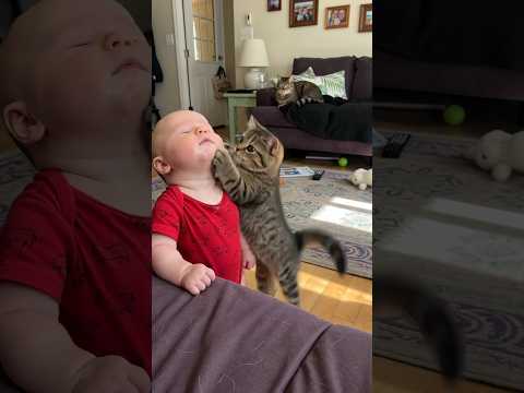 FUNNIEST ANIMALS EVER! 🤣 (Try Not To Laugh Challenge)