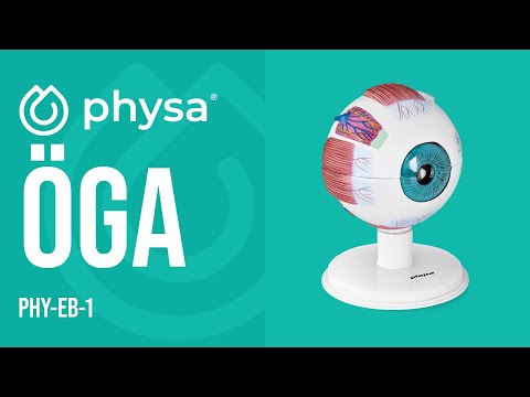 video - Öga - Anatomisk modell - 6:1