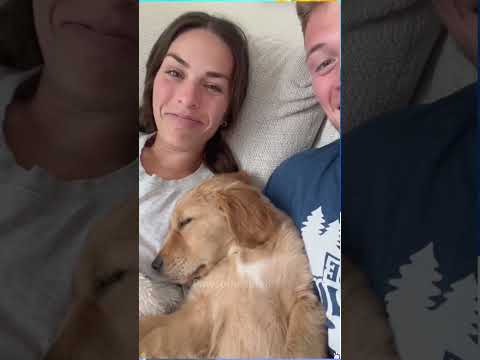 Perros siendo perros