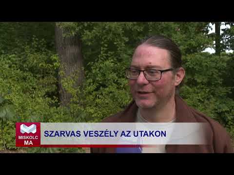 Videó előnézet