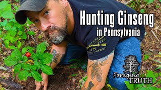 Hunting Ginseng in Pennsylvania | Appalachian Ginseng Foraging | Learn about your land in PA