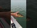 Video Thumbnail for Catch and Release / Walleye ?? #Fishing #Walleye #shorts