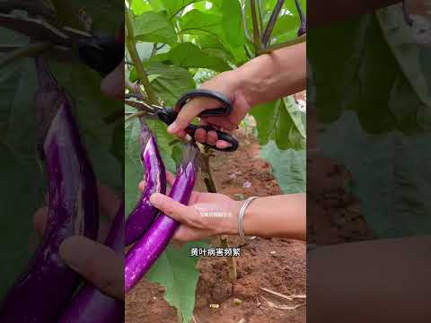 現在溫度很高茄子葉黃斑病葉也不好好結茄子了，可以留一個側芽後把主幹剪斷，後期茄子長得更好#茄子#種植小技巧 #garden #我的小菜園