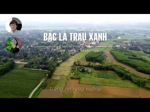 Bạc lá trầu xanh Sheet - Đỗ Anh Tuấn