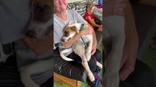 Video preview image #1 Labrador Retriever-Unknown Mix Puppy For Sale in The Woodlands, TX, USA