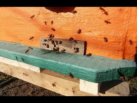 Облёты пчелы на пасике в декабре