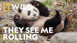 Mastering the Art of the Roly-Poly | Panda School | National Geographic WILD UK