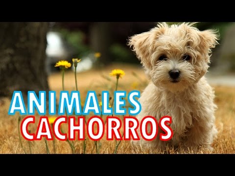 ANIMALES EN SU ETAPA DE CACHORROS