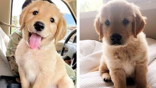 8+ Minutes of Cute & Funny Golden Puppies that Will Make Your Day Full of Happiness 😍💕| Cute Puppies