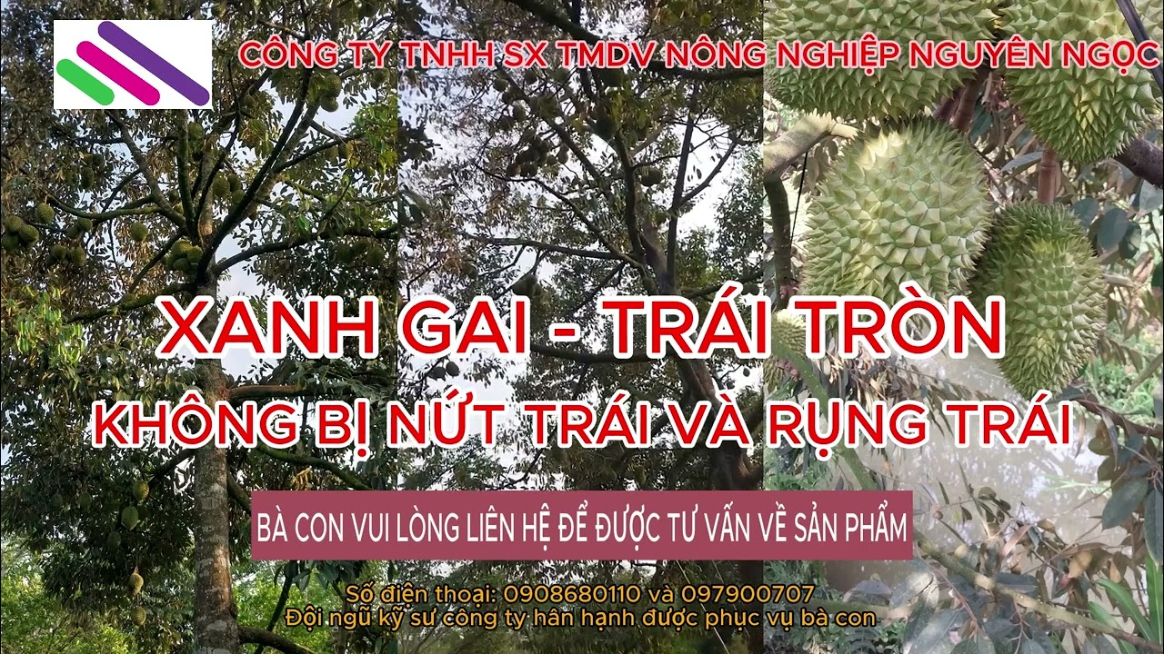 Sầu Riêng lão nhà chú Út Phước