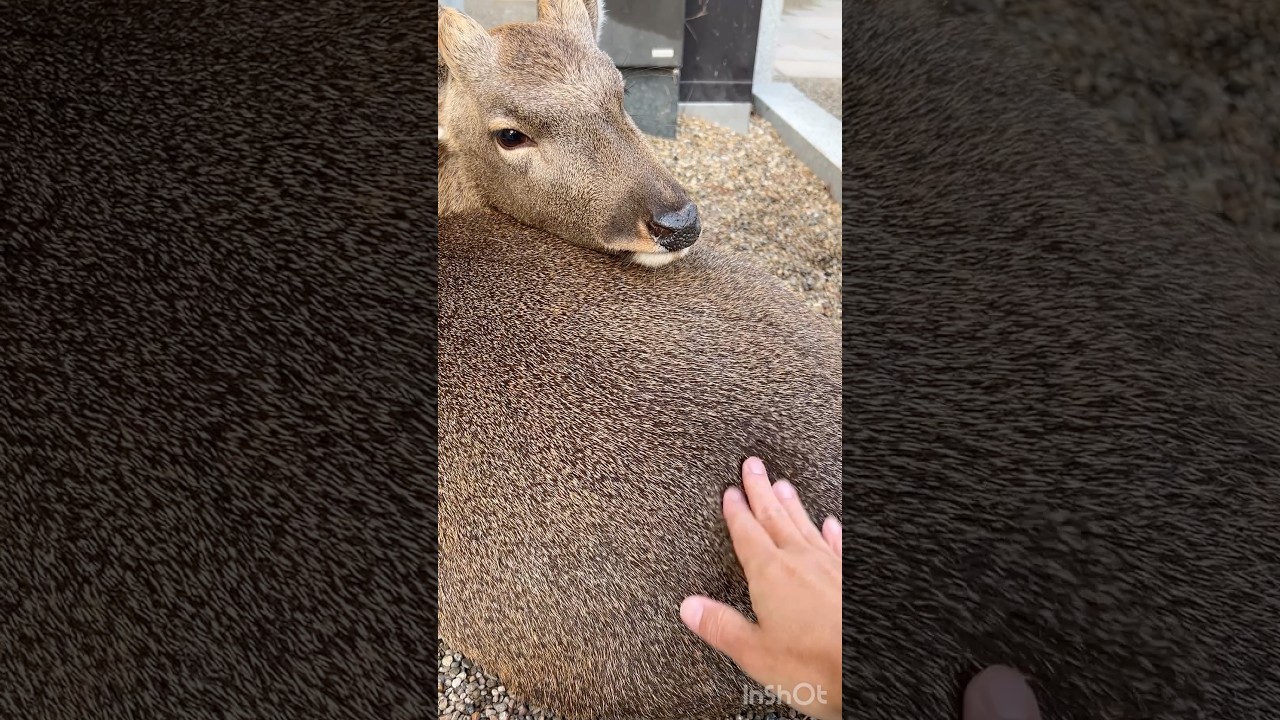 ペンペンが大好きなシカ