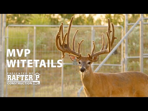 The Most Valuable Whitetail Bucks in the World?!?
