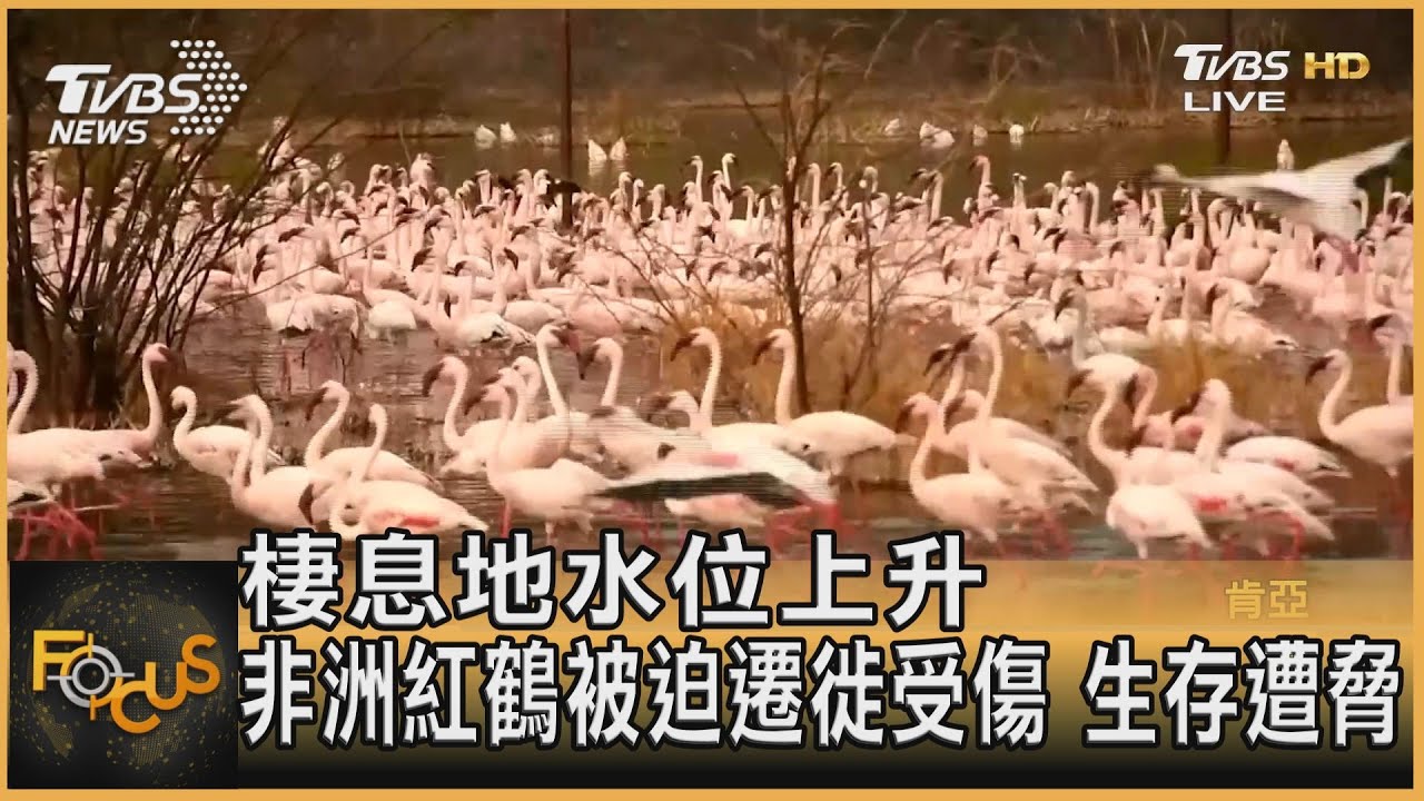 棲息地水位上升 非洲紅鶴被迫遷徙受傷 生存遭脅