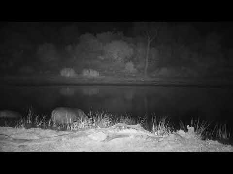 Djuma: Two Grazing Hippos heading back to the dam - 05:02 - 08/12/2023