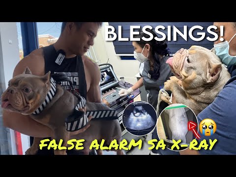 BUNTIS AT MAY HEARTBEAT! SIGNS OF PREGNANCY •DOG’s PREGNANCY X-RAY & ULTRASOUND RESULTS