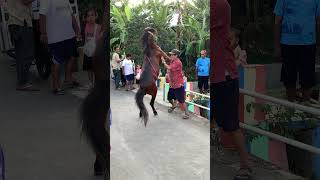 Download lagu Atraksi kuda jingkrak keren🤩 #kudakeren #trending #shorts #viralvideo mp3