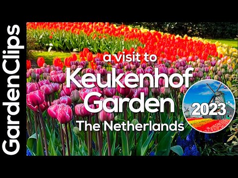 Dutch Tulips!  A trip to Holland