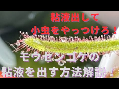 モウセンゴケの家族 植物