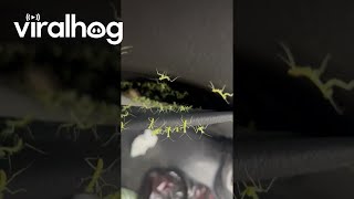 Mantis Nest in the Back Seat || ViralHog