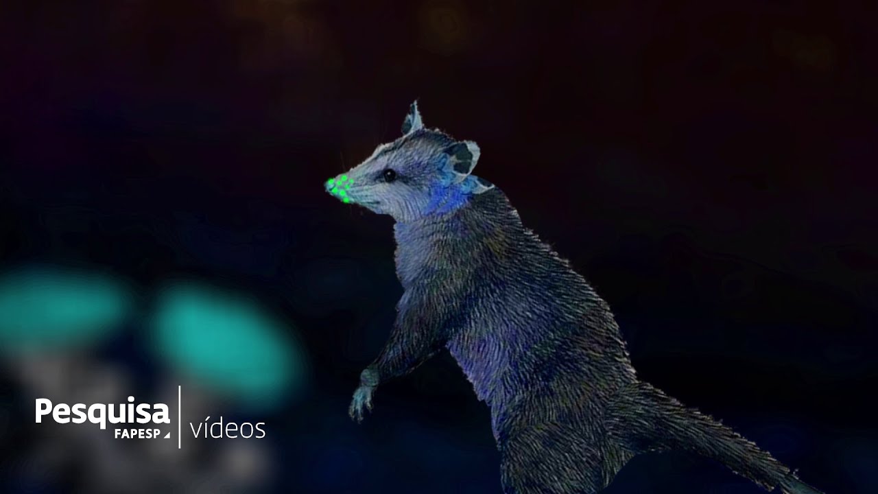 Biologists uncover pollinating opossum