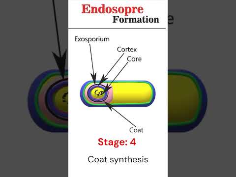 Endospore Formation: Sporulation #csirnetgate #microbiology