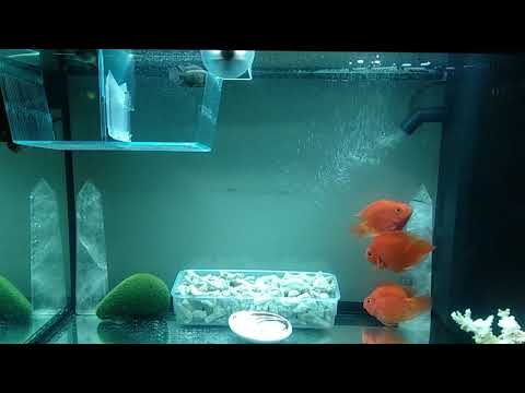 花羅漢混養血鸚鵡
