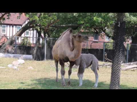 Detroit Zoo | Camel Calf 2017