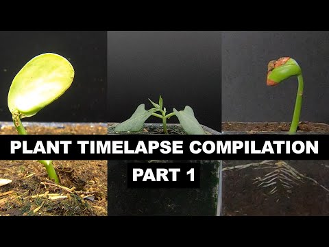 Plants Grow Time Lapse Compilation - 200 Days in 3 Minutes