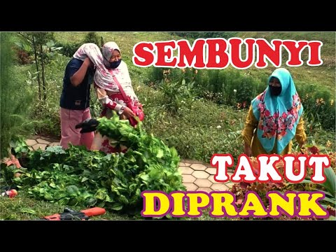 suketman-balik-kandang-prank-manusia-pohon