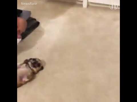 So cute dogs and puppies