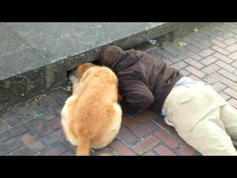 Le chien qui apporte rire et amour aux humains ❤️