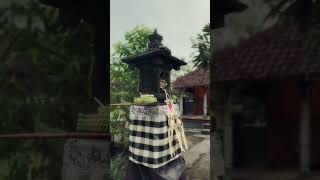 Download lagu Suasana Setelah Hari Raya #galungan di #bali mp3 Download lagu Suasana Setelah Hari Raya #galungan di #bali mp3