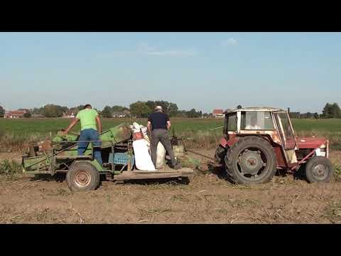 Landb. Dumortier - Rumbeke - Massey Ferguson 135 - Wühlmaus