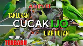 Download lagu Suara Pikat Cucak Ijo Ribut Kombinasi Burcil Ampuh mp3 Download lagu Suara Pikat Cucak Ijo Ribut Kombinasi Burcil Ampuh mp3