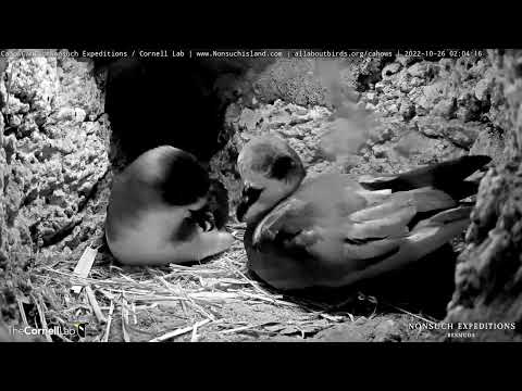 Bermuda Petrels Court And Copulate In Nesting Burrow – Oct. 26, 2022